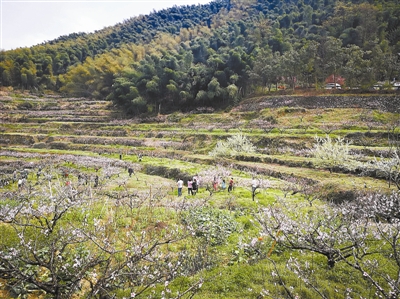 富陽新登：這個春天，半山桃花與音樂更配