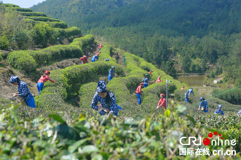 【china news APP】【cri看福建 列表】【國際在線城市頻道】永泰舉行首屆綠茶春茶開採節 助力鄉村經濟旅遊發展