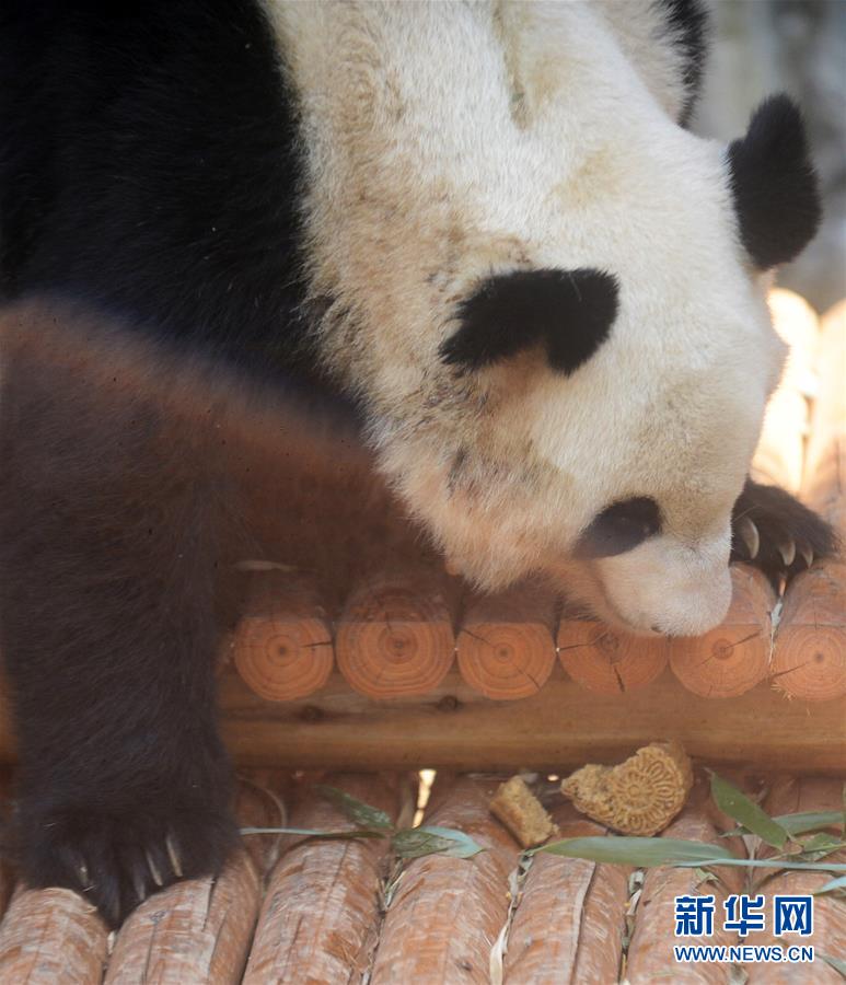 動物吃“月餅”過中秋