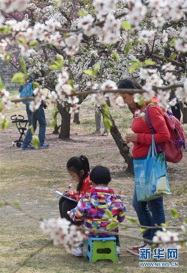 京城賞花正當時