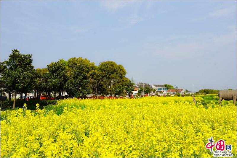 不負春光 來周莊香村祁莊摘鮮嫩野菜作青糰子