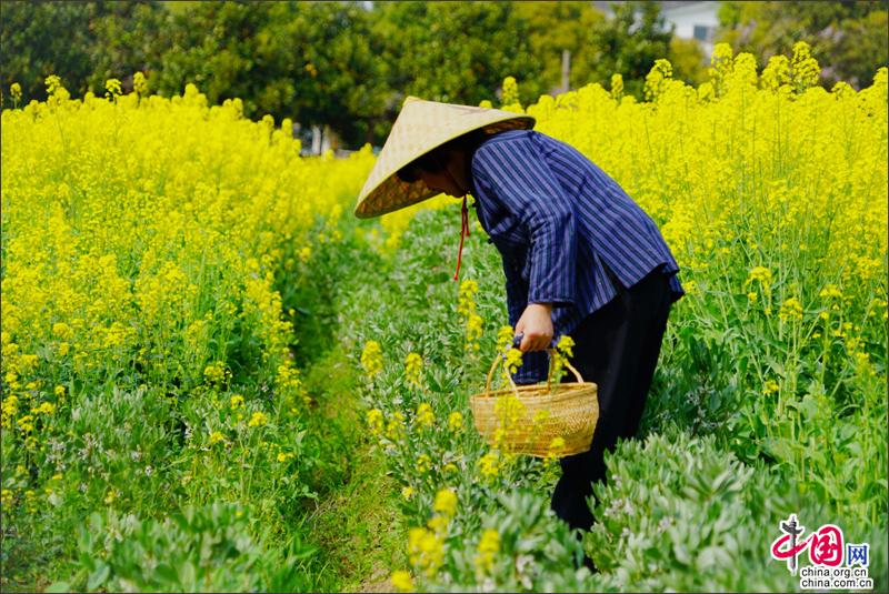 不負春光 來周莊香村祁莊摘鮮嫩野菜作青糰子