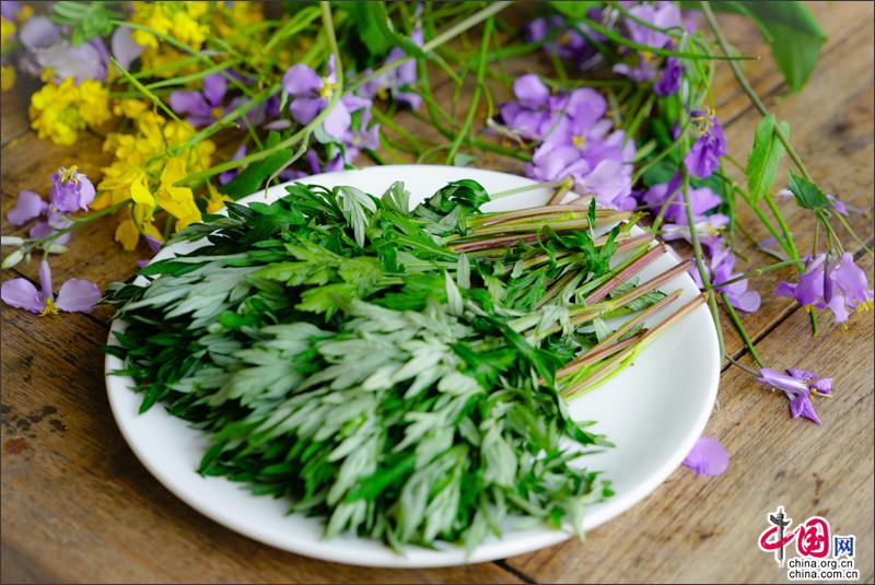 不負春光 來周莊香村祁莊摘鮮嫩野菜作青糰子