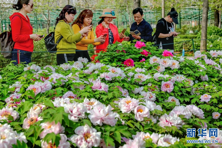 洛陽春色好 牡丹領群芳