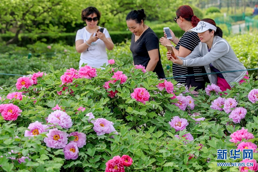 洛陽春色好 牡丹領群芳