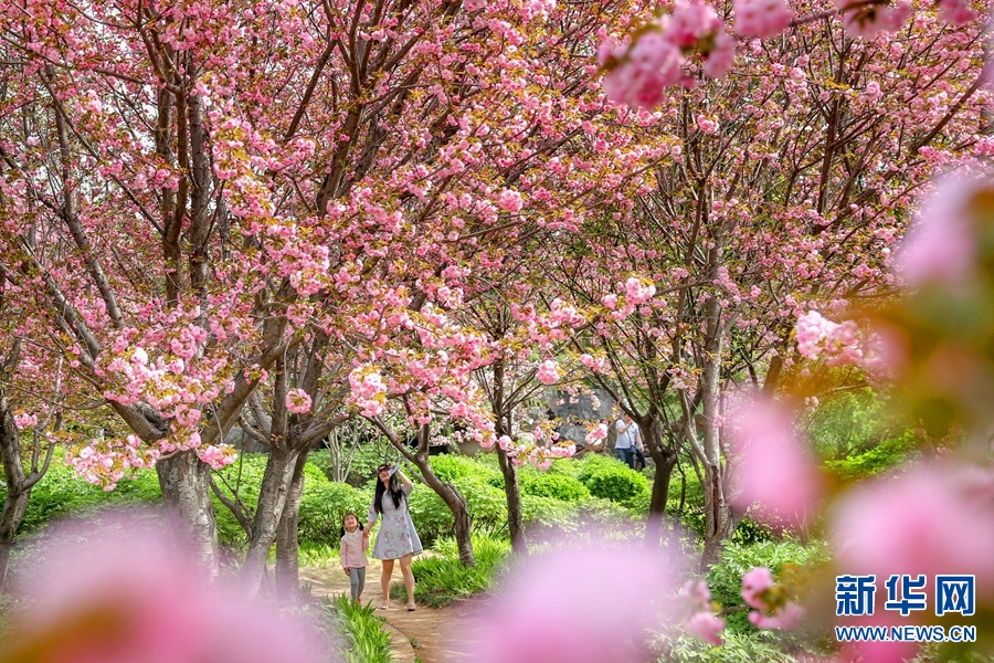 洛陽春色好 牡丹領群芳