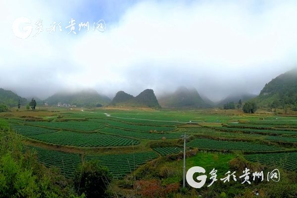 （市州 黔南/大扶貧）貴州荔波:萬畝馬鈴薯種植基地 “畫”出一片綠