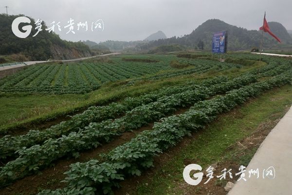 （市州 黔南/大扶貧）貴州荔波:萬畝馬鈴薯種植基地 “畫”出一片綠