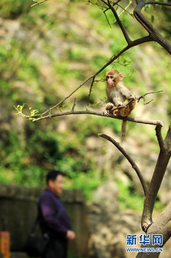 貴陽：春意萌動黔靈猴