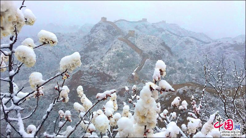 金山嶺長城，一場杏花春雪如墜入畫中仙境