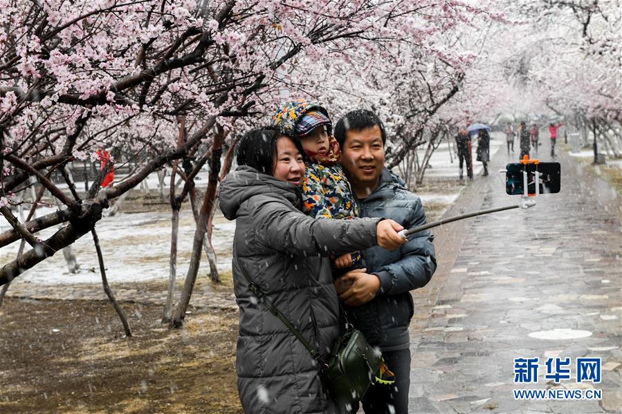 內蒙古：塞外桃花浴春雪