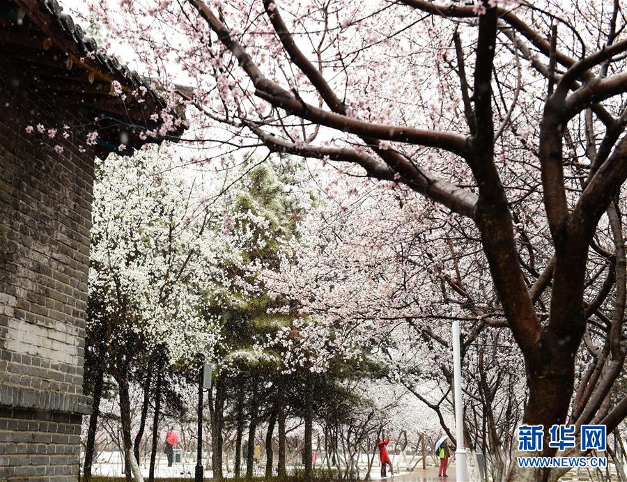 內蒙古：塞外桃花浴春雪