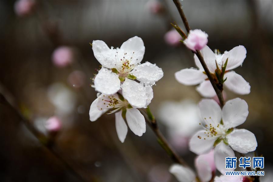 內蒙古：塞外桃花浴春雪