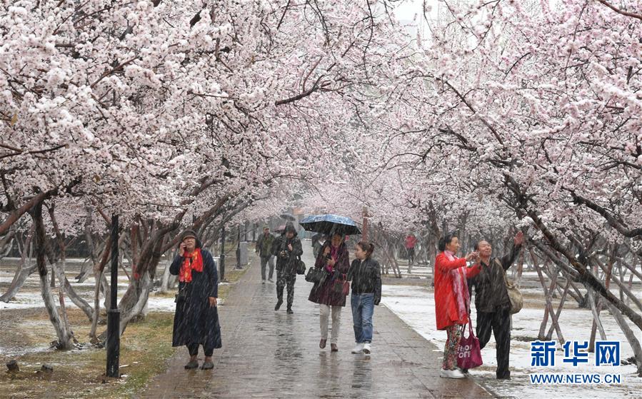 內蒙古：塞外桃花浴春雪