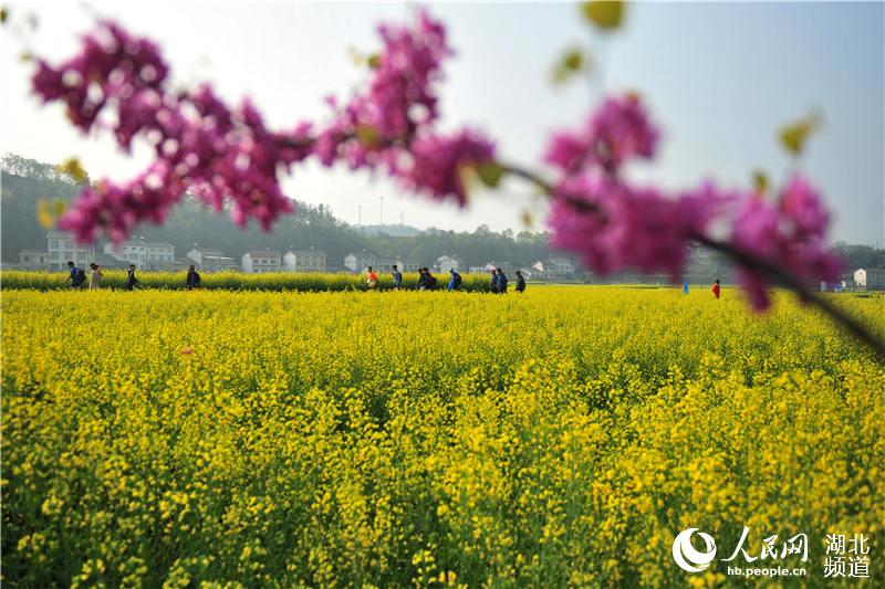 【大美荊楚·靈秀湖北】【宜昌】【焦點圖】踏青賞花享春光