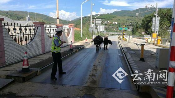 莽牛“越獄”拖樹枝逛高速 交警客串牛倌尋主(圖)