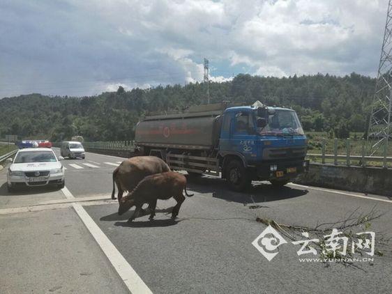 莽牛“越獄”拖樹枝逛高速 交警客串牛倌尋主(圖)