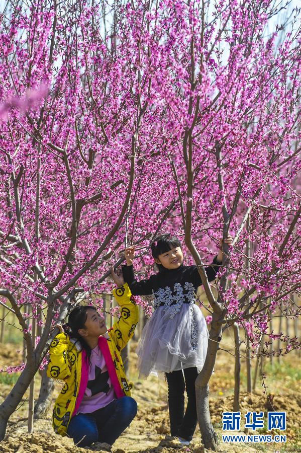 河北故城：碧桃花開惹人醉