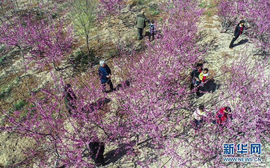 河北故城：碧桃花開惹人醉