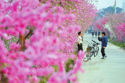 花開巴蜀 春滿天府