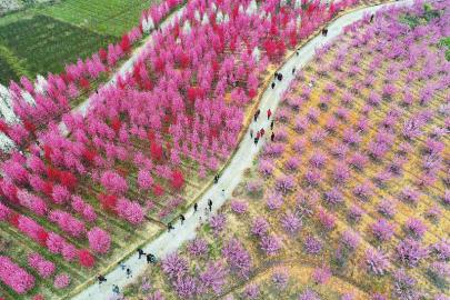 花開巴蜀 春滿天府