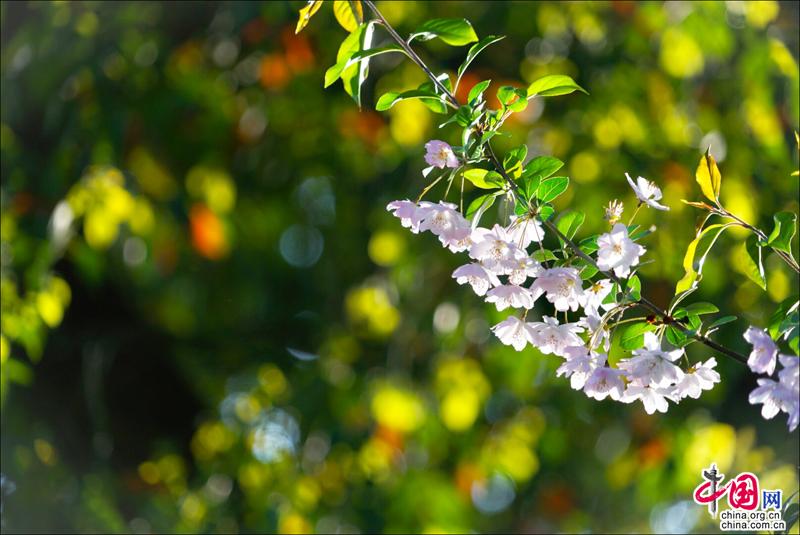 又見周莊|煙花三月晴空下 迷醉在江南春色裏