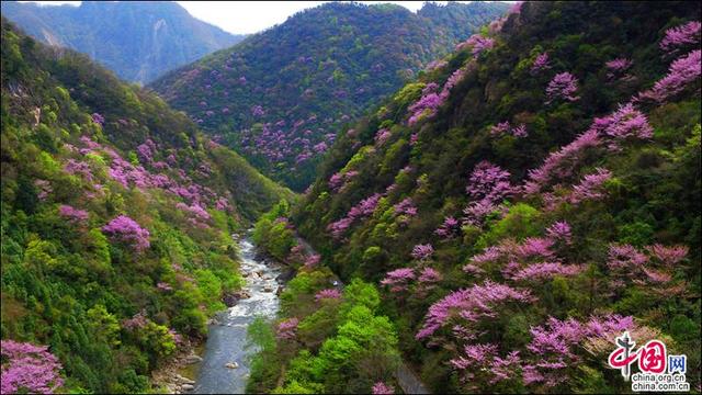 四川青川唐家河紫荊花現已綻放並開啟賞花模式