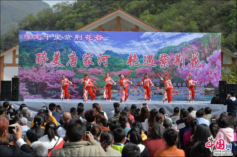 四川青川唐家河紫荊花現已綻放並開啟賞花模式