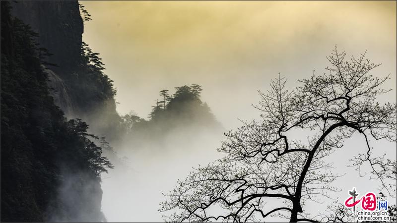 漫步黃山西海峽谷 觀石峰賞翠松身在雲中漾