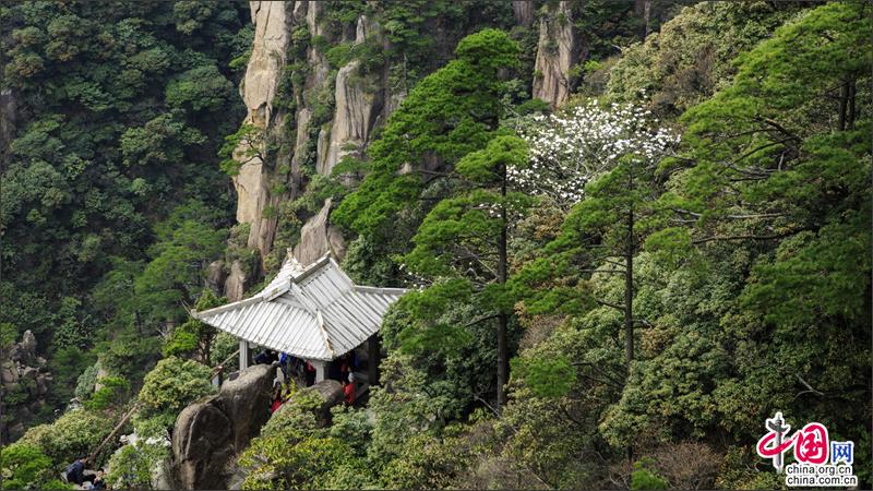 漫步黃山西海峽谷 觀石峰賞翠松身在雲中漾