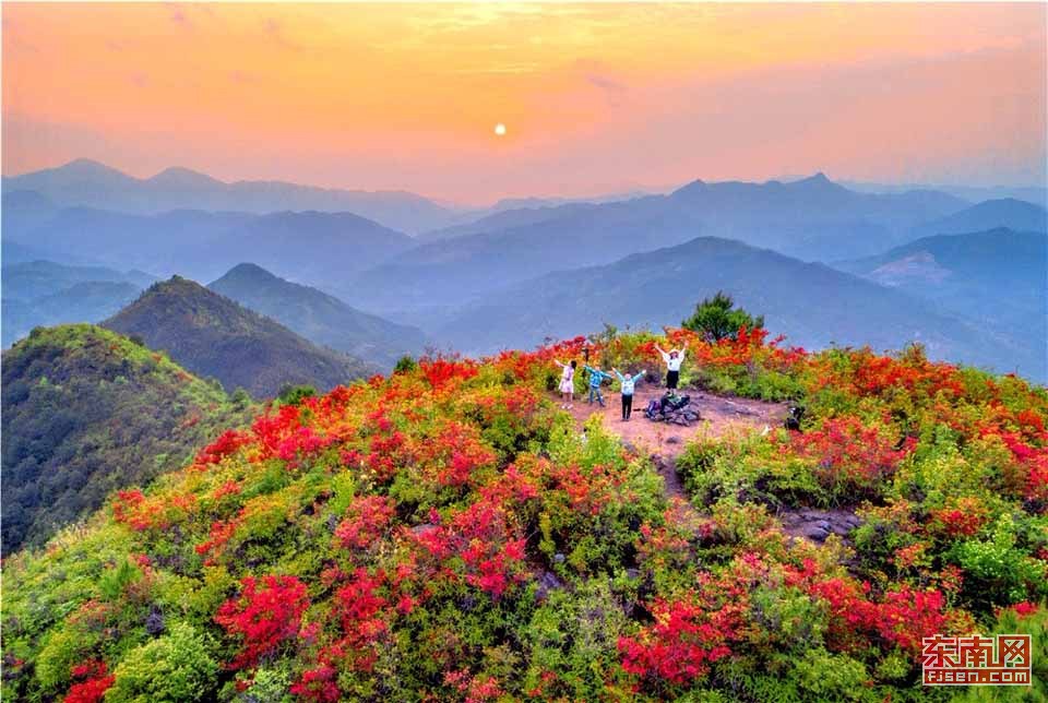 福建大田縣高山杜鵑醉遊人