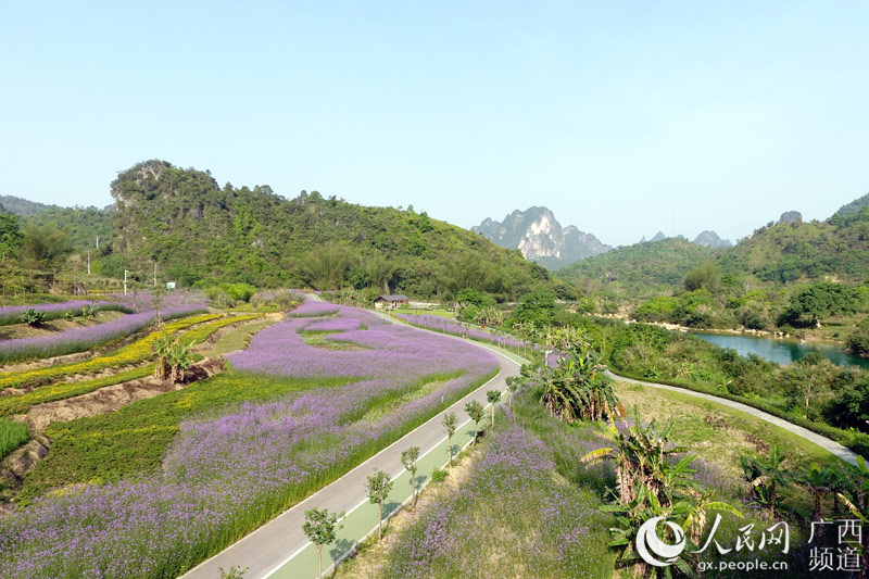 圖片默認標題_fororder_圖為風景優美的花海一景