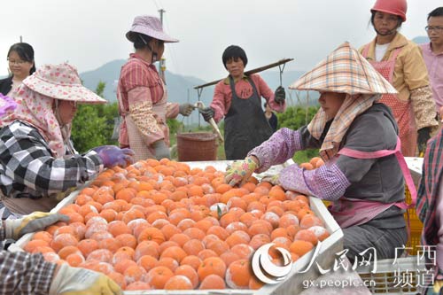 圖片默認標題_fororder_農戶收柑橘