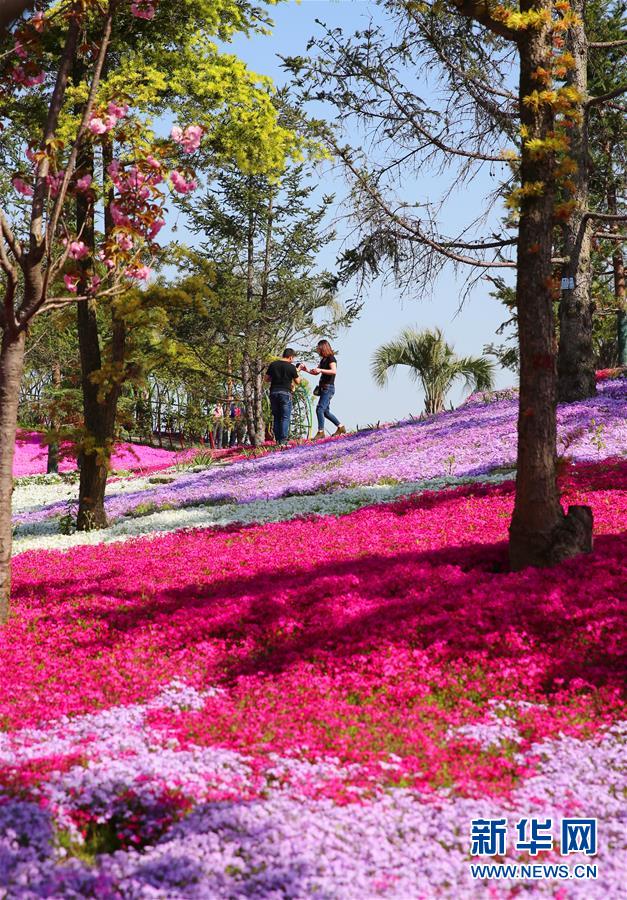 江蘇：花海如畫