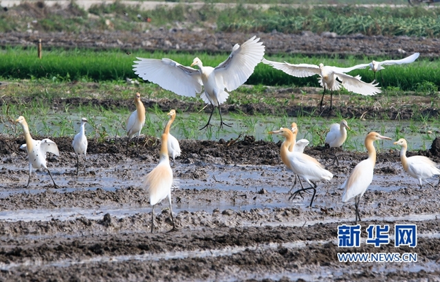 福建：鷺鳥鬧春田