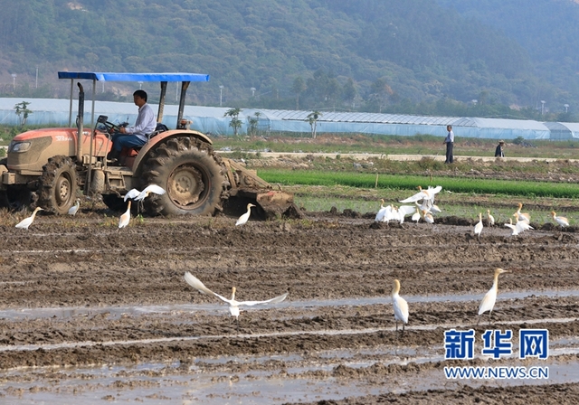 福建：鷺鳥鬧春田