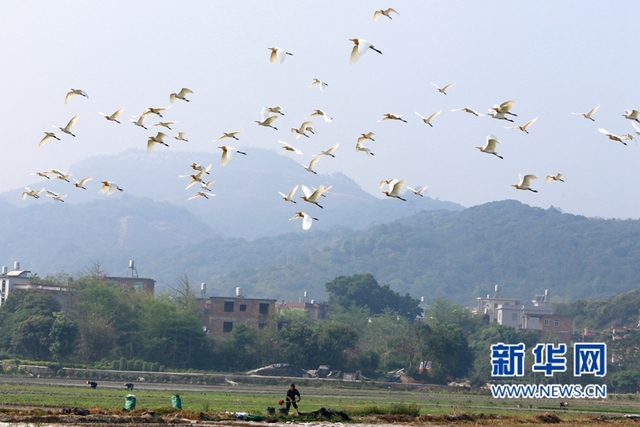 福建：鷺鳥鬧春田