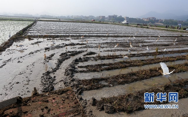 福建：鷺鳥鬧春田