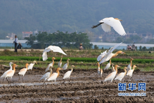 福建：鷺鳥鬧春田