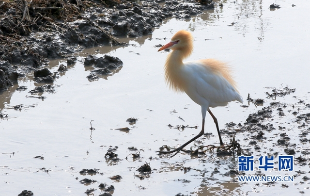 福建：鷺鳥鬧春田