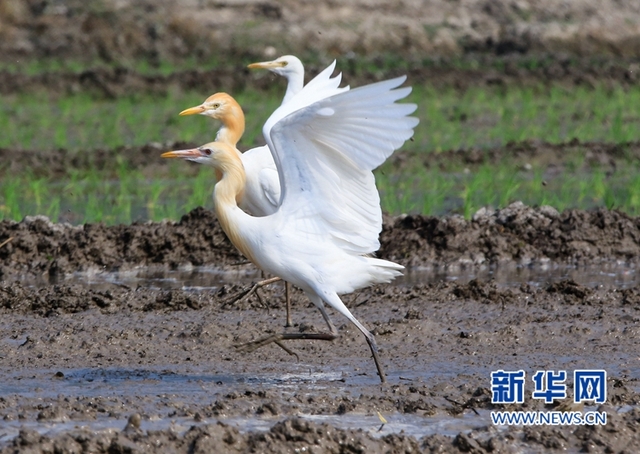 福建：鷺鳥鬧春田