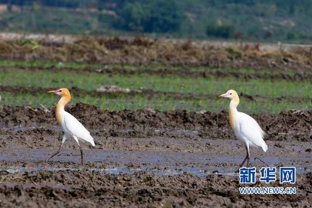 福建：鷺鳥鬧春田