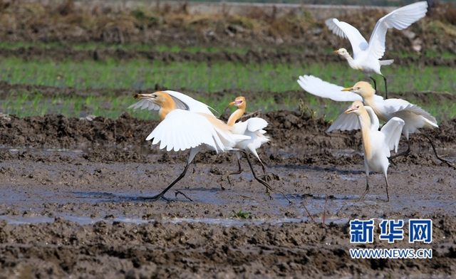 福建：鷺鳥鬧春田