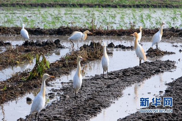 福建：鷺鳥鬧春田