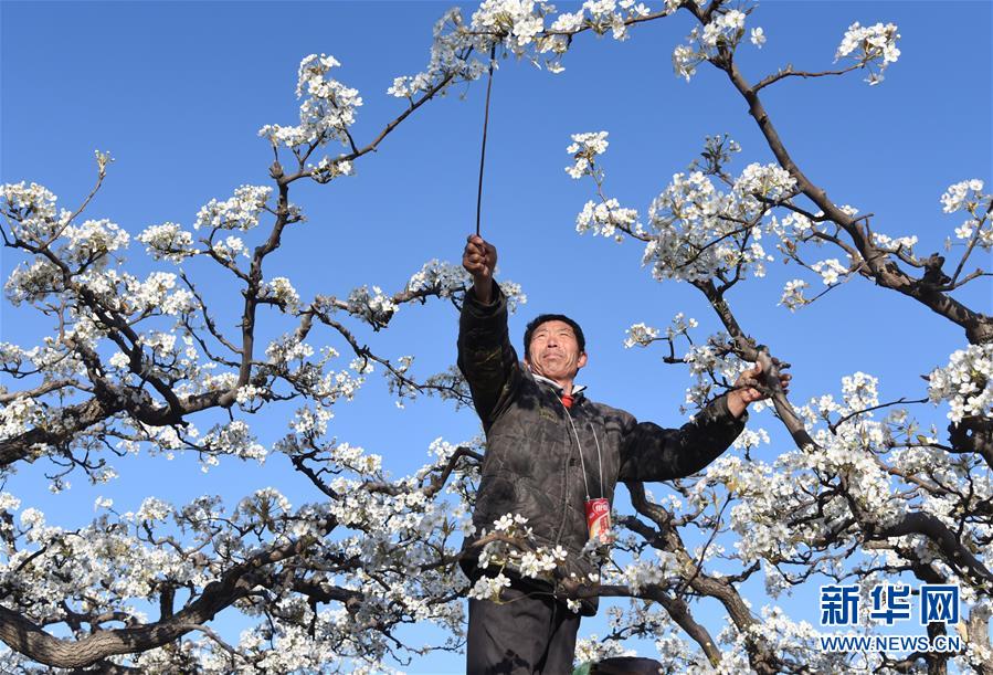 河北：梨花爭艷授粉忙