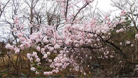 寧夏最強賞花攻略 帶你開啟春季花海遊