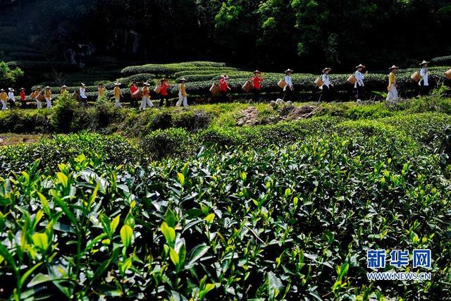 武夷山：“喊山”採茶