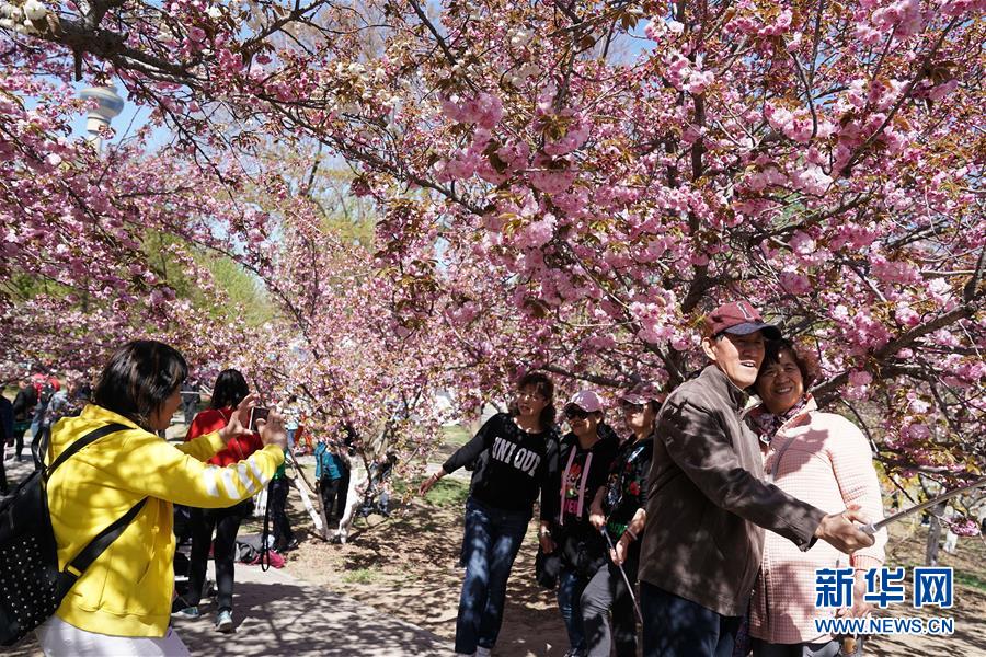 北京玉淵潭公園晚櫻相繼綻放