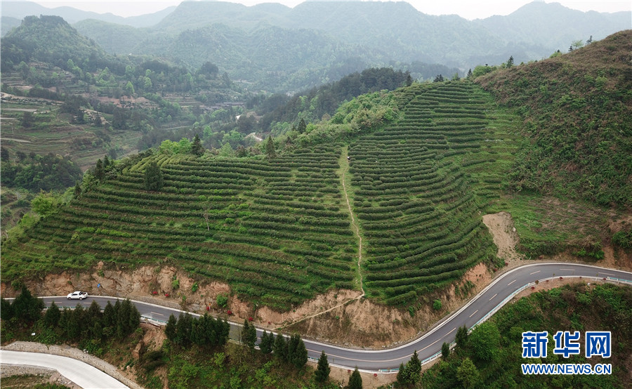 貴州石阡：苔茶源地忙採茶