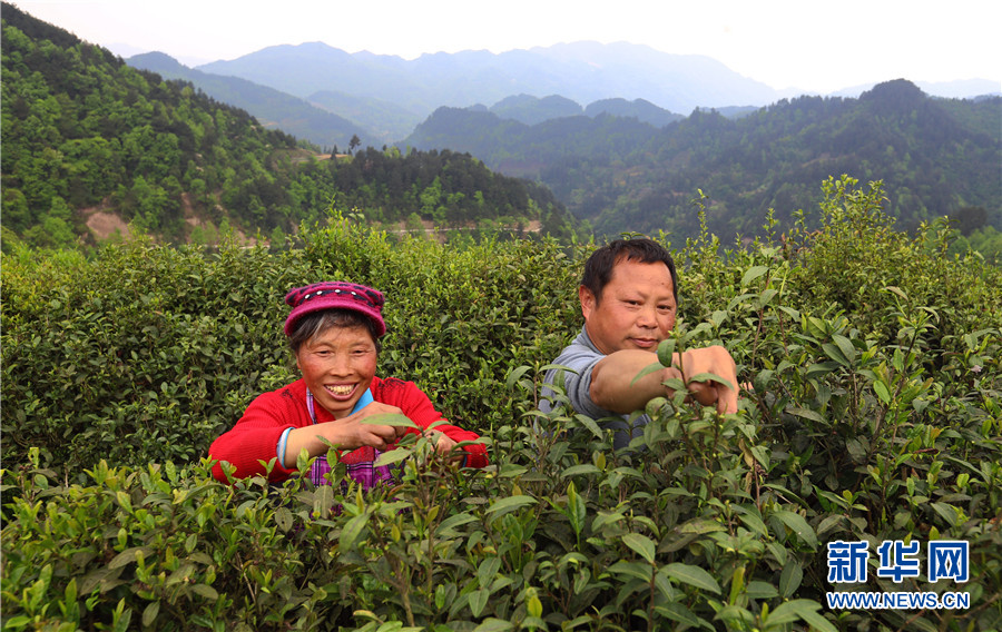 貴州石阡：苔茶源地忙採茶